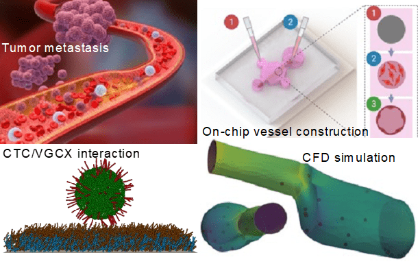 Adaptable Microfluidic Vessel-on-a-Chip Platform for Investigating CTCs Transport