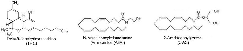 Figure 2. The molecular structure of THC versus the 2 most studied endocannabinoids, anandamide and 2-AG